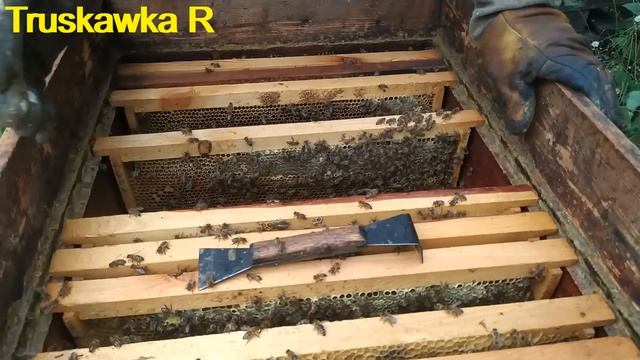 #Пчёлы. Поле с медоносом от пасеки 4 км. Принесут ли пчёлы #мёд? И почему это обернётся катастрофой