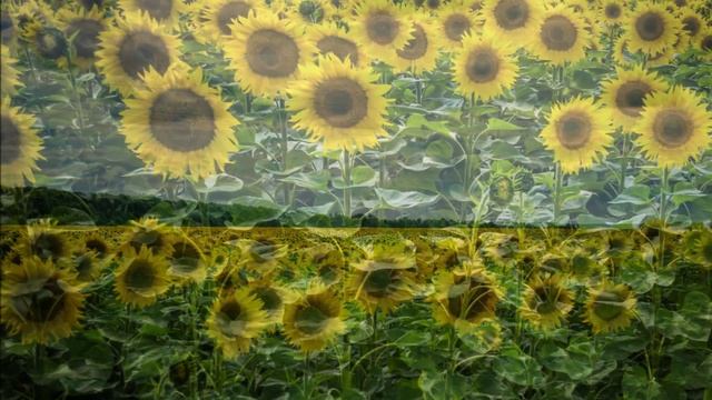 Цветы Солнца- Подсолнухи. смотреть онлайн