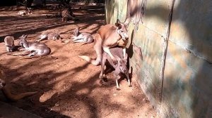 Кенгуру размножаются.