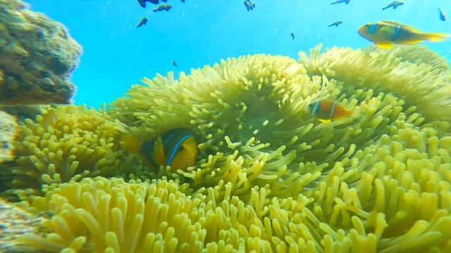 Episode 5. Makatea Island To Maupihaa Atoll. French Polynesia, 2018