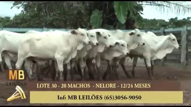 LOTE 30 - 188º LEILÃO VIRTUAL MB LEILÕES смотреть онлайн