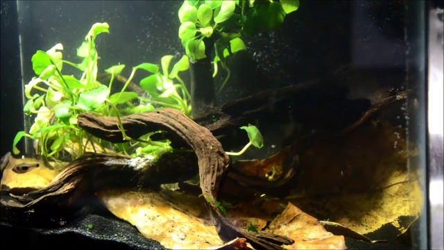 African Butterfly barb, Barbus hulstaerti-Species Spotlight смотреть онлайн