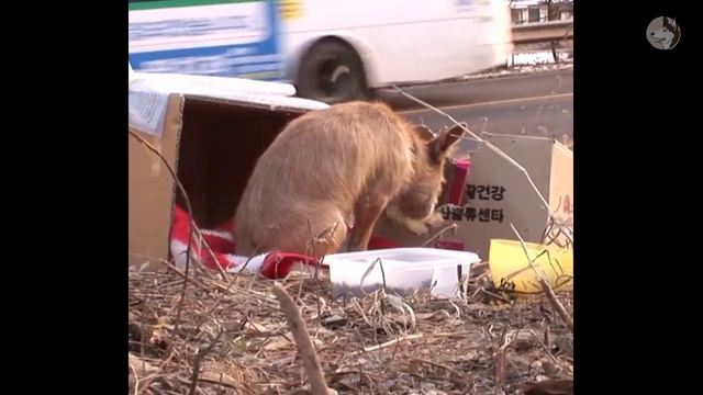 The mother dog refused to leave the puppy's body, and the owner helplessly left them both смотреть онлайн