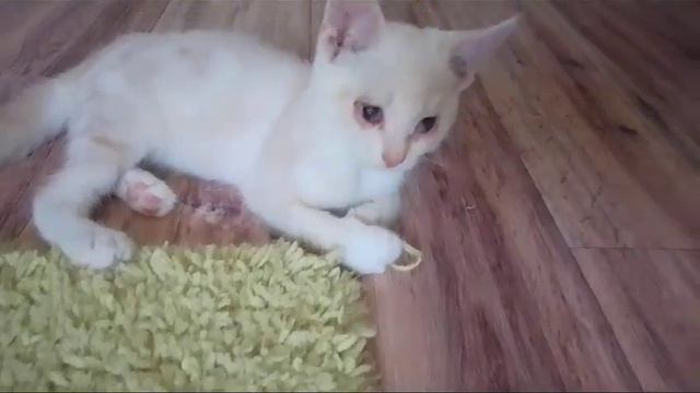 Я слепой 💙 мальчишка котёнок , но жизнь люблю как и Вы . Мечтаю найти семью смотреть онлайн