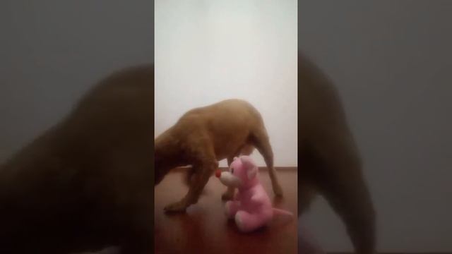 Сценка день рождения священная игрушка смотреть онлайн