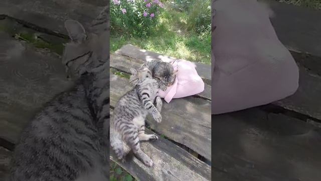 👜🐱🐾 Коты Симба и Смурфик обожают лежать на сумке хозяйки! 🥰😻 смотреть онлайн