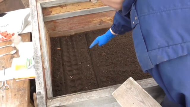 Посев редиса, салата и шпината в рассадник. Сеем с СУПЕР приспособлением! смотреть онлайн