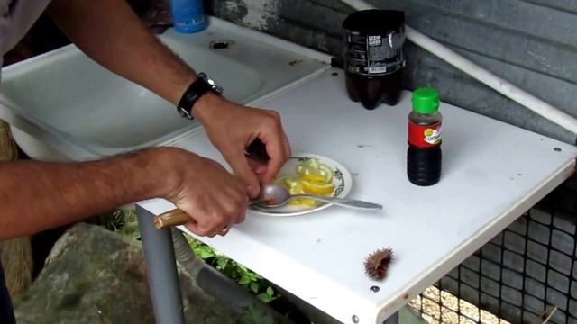 Морской ёж( а я ёжиков люблю). смотреть онлайн