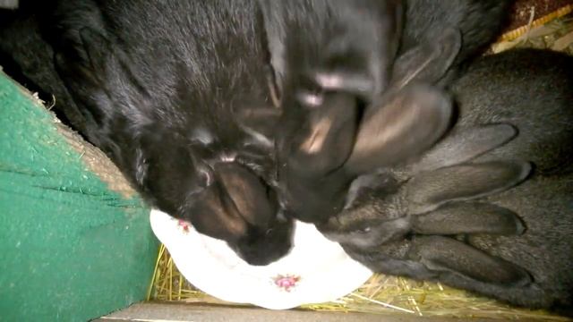 Кролики на водопое смотреть онлайн