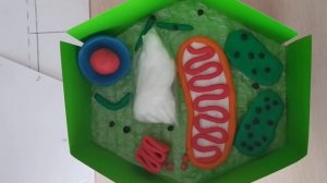 "Создание макета растительной клетки". А.В. Матвеева. Часть 2