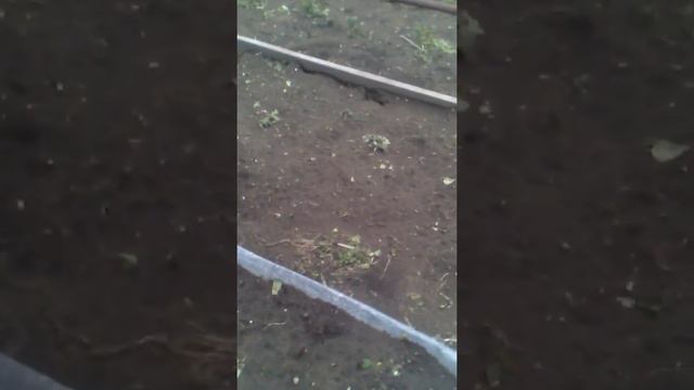 Град в подсинем 11.06.17 смотреть онлайн