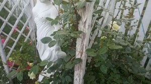 Роза Луис одьер ?Любимая Роза в саду.