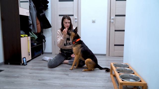 Как научить собаку команде лежать смотреть онлайн