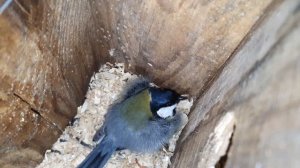 Нужно ли чистить скворечники? Когда и зачем чистить синичники?