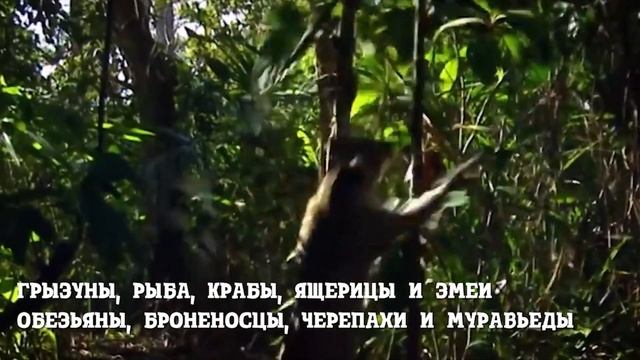 Оцелот мини леопард. Кот с глазами на ушах смотреть онлайн