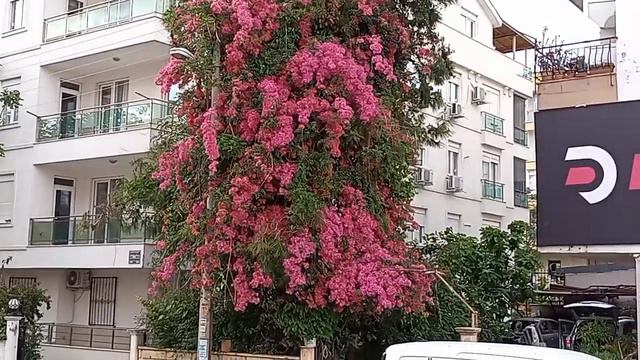 Турция ♥️ Анталия 🙏 Красивые места 🥀 Пекарня свежий хлеб 🍞 смотреть онлайн