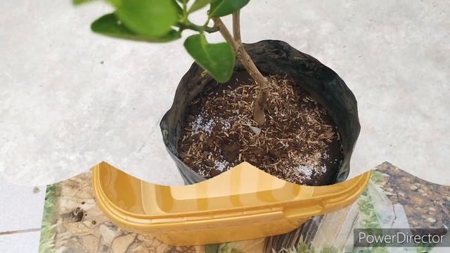 How to induce flowering in Calamansi (Calamondin) plant смотреть онлайн