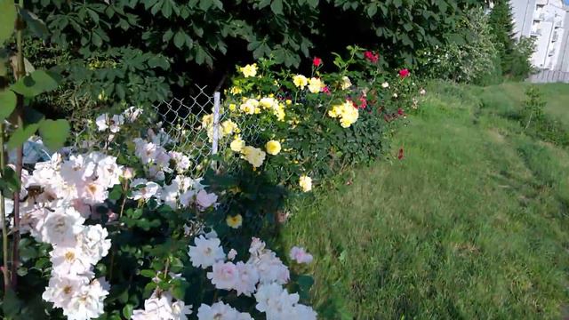 Fireworks Of Roses