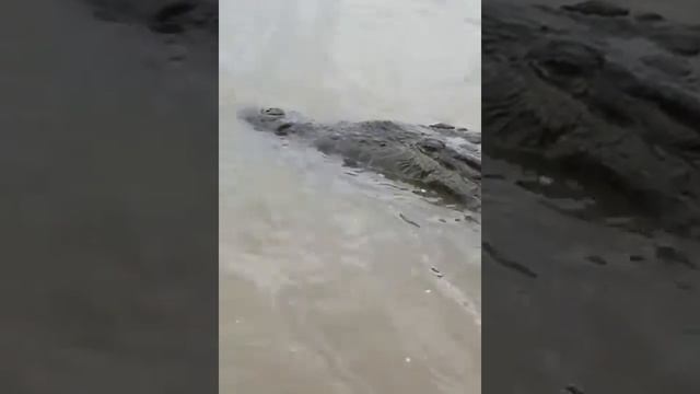 Puntarenas Tour Crocodile Safari Boat Tour смотреть онлайн