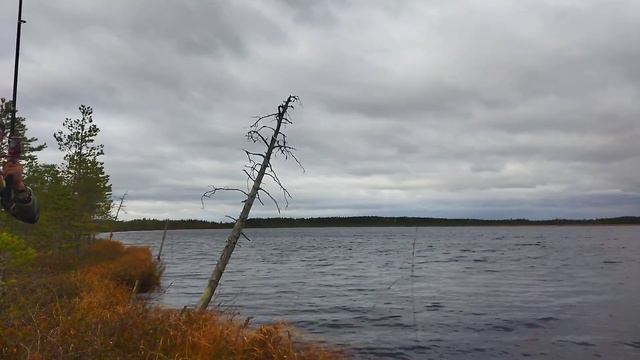 Рыбалка осенью. Наловил хороших окуней в выходной день. смотреть онлайн