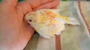 Певчие попугаи разведение ч.9 (птенцы певчих попугаев.)