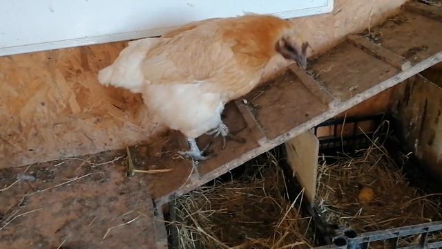 Сегодня всё спокойно. Сбор яиц. смотреть онлайн