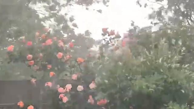 В Киеве ливень и сильный ветер 2.06.2023 г. бедные мои розы… смотреть онлайн