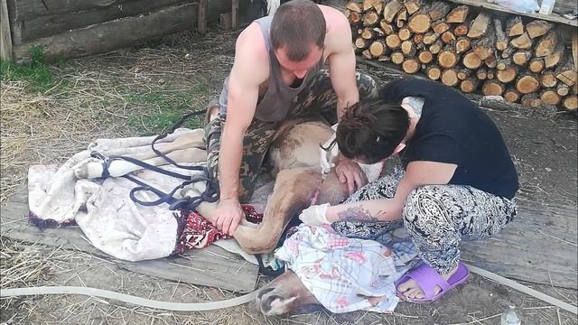 НИКТО НЕ ОЖИДАЛ ЧТО ТАКОЕ МОЖЕТ СЛУЧИТСЯ С ЖЕРЕБЕНКОМ смотреть онлайн