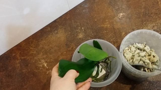 Уцененная орхидея из Оби..6 пересадка.18.01.2020. смотреть онлайн