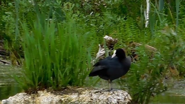 Лысуха (Fulica atra) Река Вёкса (Купанское, окр. оз. Плещеево, Ярославская обл.) 03.06.2022 смотреть онлайн