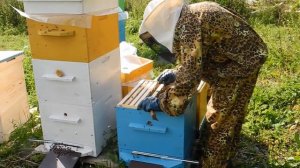 Пчеловодство. Уроки для начинающего пчеловода