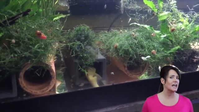 One Of The Most Mistreated Fish In The Hobby. Top 10 Things About The Common Plecostomus!! смотреть онлайн