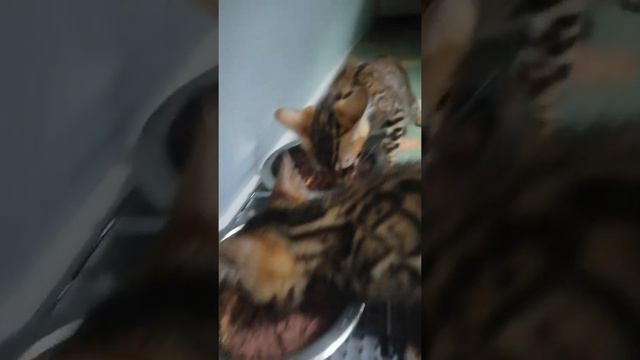 Бенгальские котята Кушают сами! Очень красивые!!! #бенгальская #bengal