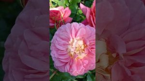 Роза Кристофер Марлоу.🌹♥️