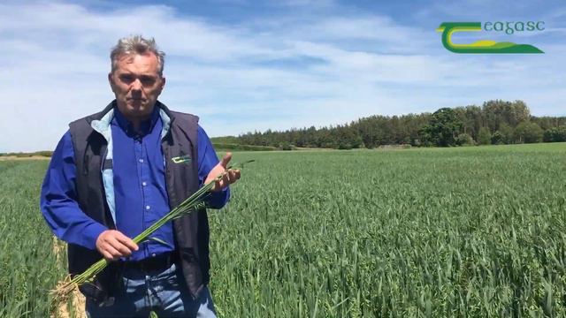 Timing of the Final Fungicide in Oats- Shay Phelan смотреть онлайн