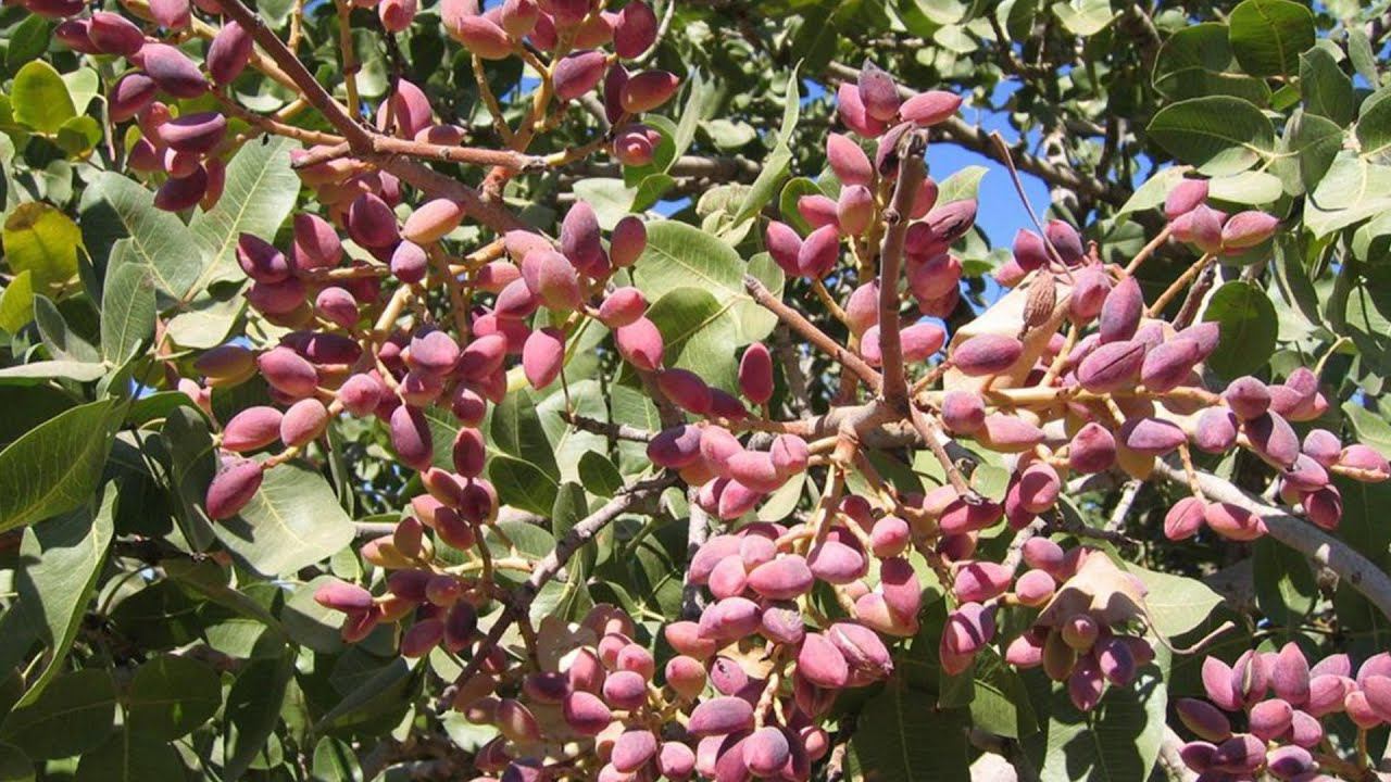 Фисташка сорт Акбари в России | Small Gardens