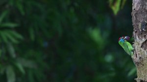 Nikon Z30 Review in Hindi | Best Mirrorless Camera For Vlogging? Nikon Z30 Vs Nikon Z50