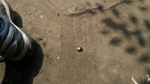 Майский жук.  На меня приземлился зелёный майский  жук.  августа 2021г