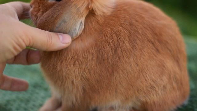 ДВ Пикколини, минилоп, желтый, 950 грамм. holland lop rabbit zwergwidder rot, minilop red, nhd rood смотреть онлайн