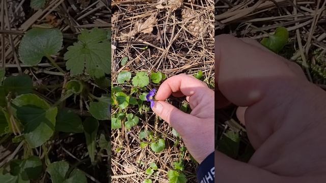 Фиалка лесная смотреть онлайн