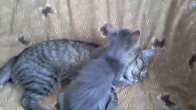 Дикий котёнок смотреть онлайн