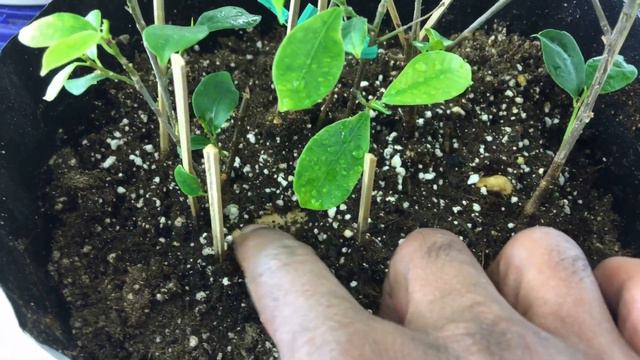 Fig, ficus, coleus bonsais!!! смотреть онлайн