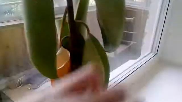 Цветок дома смотреть онлайн