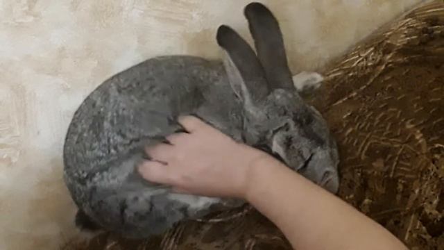 Самый ласковый кролик! Советская шиншилла Василий! Mimi giant rabbit! смотреть онлайн