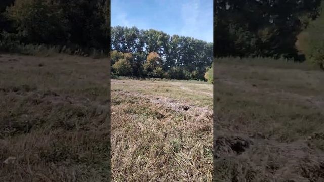 сенокос продолжается пресую сено. смотреть онлайн