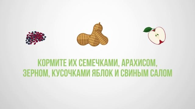 Как кормить птиц зимой смотреть онлайн