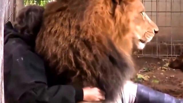 Забавные обнимашки со львом. смотреть онлайн