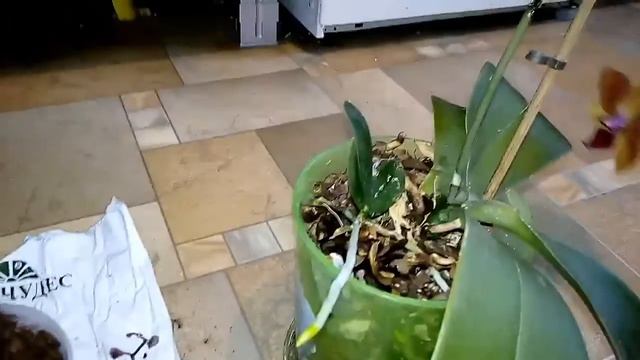 Отсаживаем детку крупной орхидеи - самый простой способ смотреть онлайн