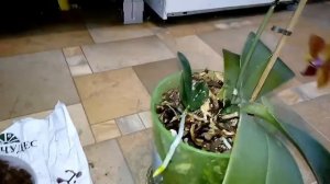 Отсаживаем детку крупной орхидеи - самый простой способ