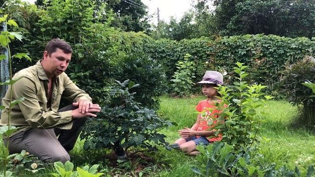 Мои Каштаны Бонсай и методы уменьшения листа смотреть онлайн